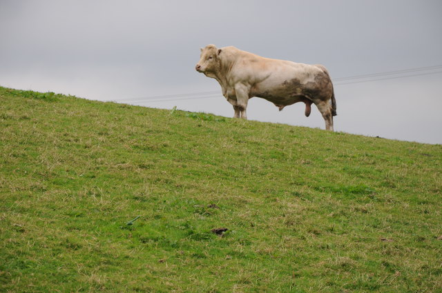 a-fine-specimen-philip-halling-geograph-britain-and-ireland