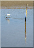 TF7544 : Little egret hunting by Pauline E