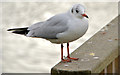 J4774 : Black-headed gull, Newtownards by Albert Bridge