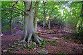 One of many fine beeches on the path by Blaen Ochran