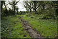 SW4228 : Bridlepath skirts woodland by Elizabeth Scott
