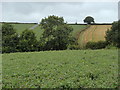 SK3148 : Field of clover by Shipley Brook by Andrew Hill