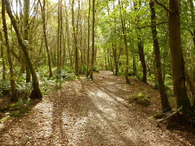 Path through Duchess Wood