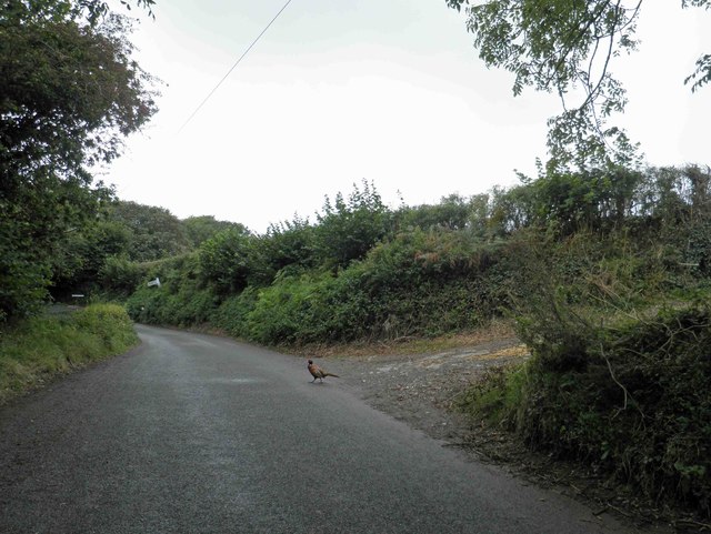 Danger Pheasant crossing Ford Brook Lane