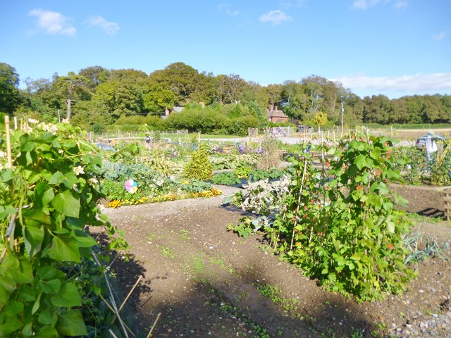 Kingston Lacy, allotments © Mike Faherty :: Geograph Britain and Ireland