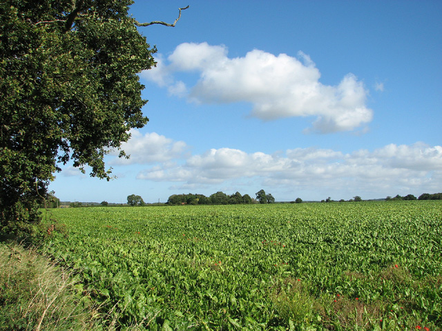 Sugar beet crop by Croxton Mill