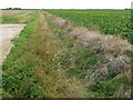 TL5094 : Dike between the crop and the storage slab near Tipps End by Richard Humphrey