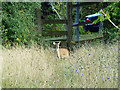 Muntjac deer, Eastcote