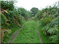 Bridleway or green lane