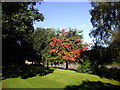 NS8979 : Autumn colour, Callendar Park, Falkirk by John Lord