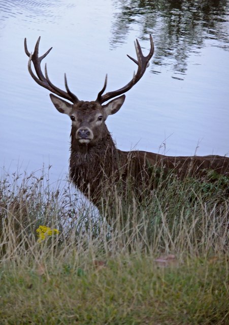Stag at rutting time, on the Pen Pond causeway