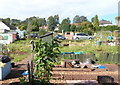 Coed Melyn allotments, Newport viewed from the south