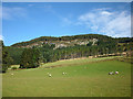 Grazing sheep below Creag Glunaidh