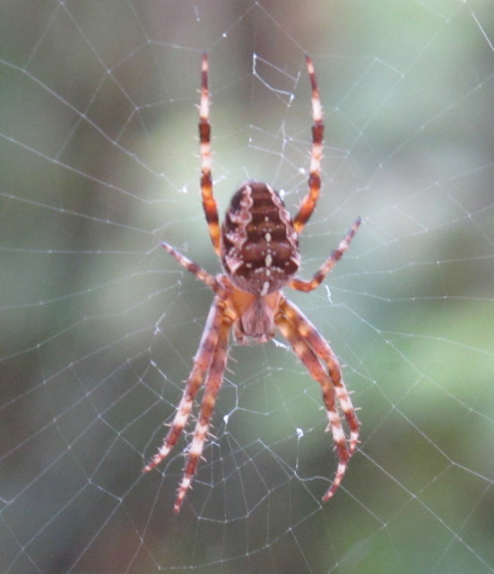 Garden spider (Araneus diadematus) in... © David Hawgood cc-by-sa/2.0 ...