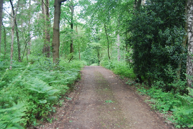 Track in Hurtwood © N Chadwick cc-by-sa/2.0 :: Geograph Britain and Ireland