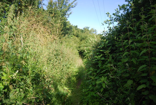 Overgrown section of the Wey South Path