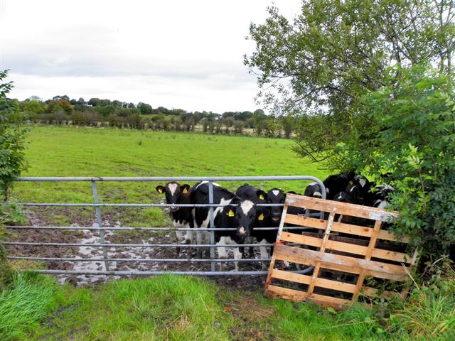 Calves behind a gate, Seskinore