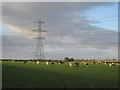 Dairy cattle and an electricity pylon