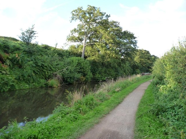 Trees lining the Staff and Worcs canal