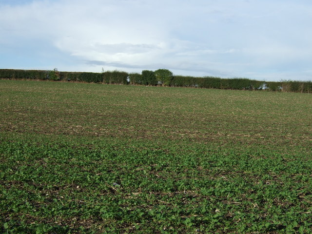 Farmland, Bessingby Hill