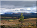 NH9927 : Moorland with scattered trees by Trevor Littlewood