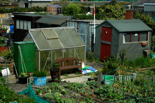 Allotments on Prince of Wales Road