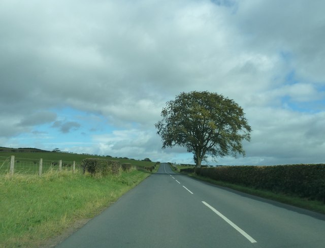 B6357 and lone tree