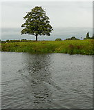 SK7958 : Tree on the Holme side by Graham Horn