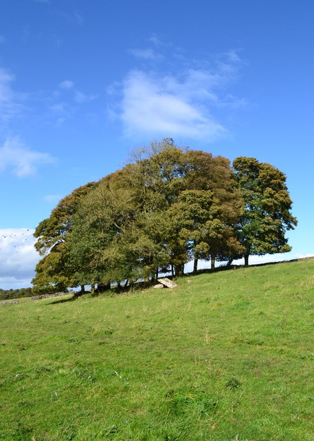 Ancient copse north of Cardlemere Lane