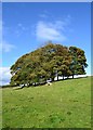 Ancient copse north of Cardlemere Lane