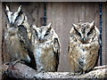 Owls at Small Breeds Farm and Owl Centre, Kington, Herefordshire