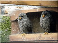 Black Banded Owl at Small Breeds Farm and Owl Centre, Kington, Herefordshire