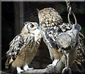 Going Courting - Eagle Owls Feeding on Chick at Small Breeds Farm and Owl Centre, Kington, Herefordshire