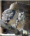 SO2954 : Going Courting - Eagle Owls Feeding on Chick at Small Breeds Farm and Owl Centre, Kington, Herefordshire by Christine Matthews