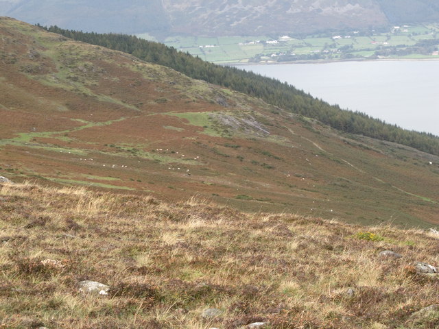 The Táin Trail descending towards Carlingford