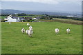 Sheep running towards me at Blacksnape