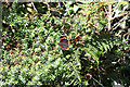 Newton and Noss: Red Admiral in hedge