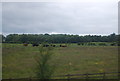 Cattle grazing by the A74(M)