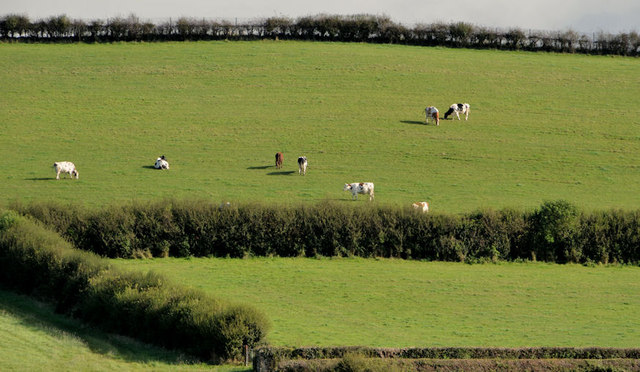 Cattle and drumlin, Ballynahinch