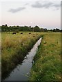 Moonrise, Pulborough Brooks