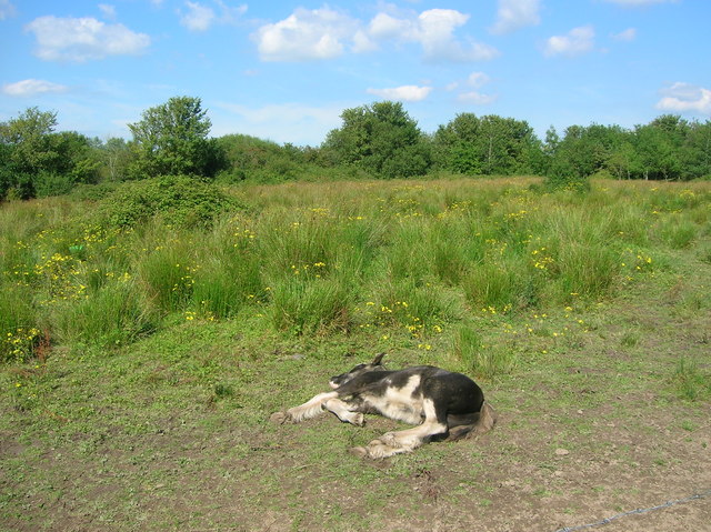 Foal resting in the midday sun, Millennium Coastal Park