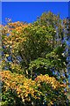 Field Maple in autumn colours