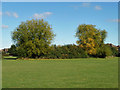 Trees in recreation ground, Ruislip Gardens