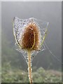 SP9408 : Teasel with webs and dew  by Rob Farrow