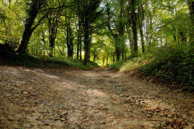 Collett's Bottom Woods, Wiltshire - area information, map, walks and more