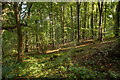 Woodland beside the bridleway