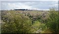 Orchard in blossom