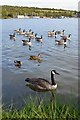 Canada geese and two mallards on Rother Valley Lake