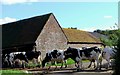 TQ3114 : Cows cross Lodge Lane, Keymer by nick macneill