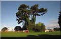 Pines on Barton Downs